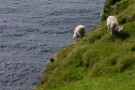 Suicidal Sheep, Herma Ness, Unst